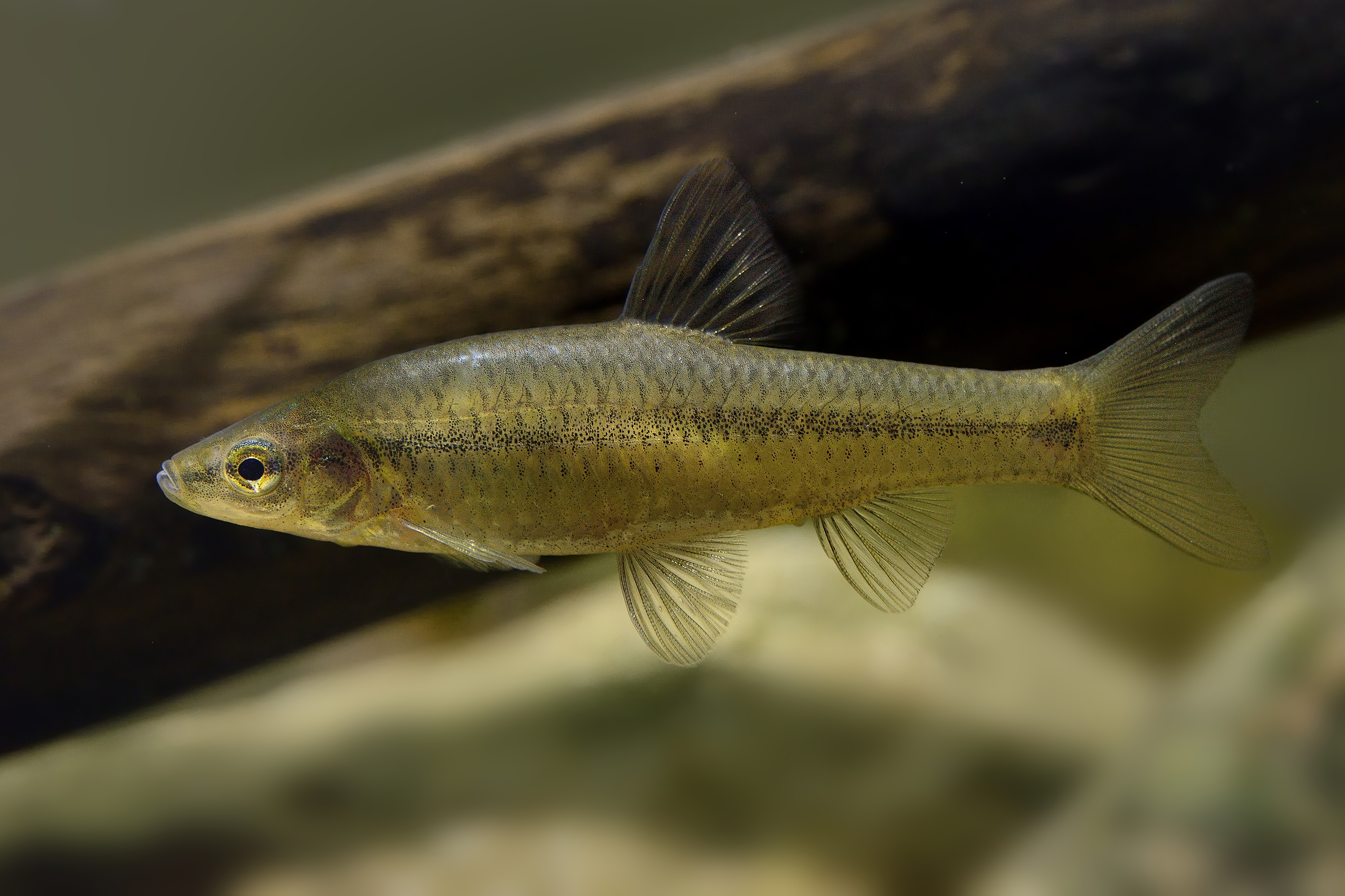 Blaubandbärbling Neobiota Land Steiermark